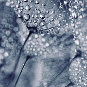 Plant seeds with water drops Remise