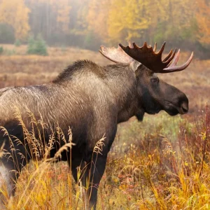 Dernière Chance Moose Bull Alaska USA standing in a fall colour meadow