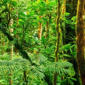 Tropical rainforest Nouvel Arrivage