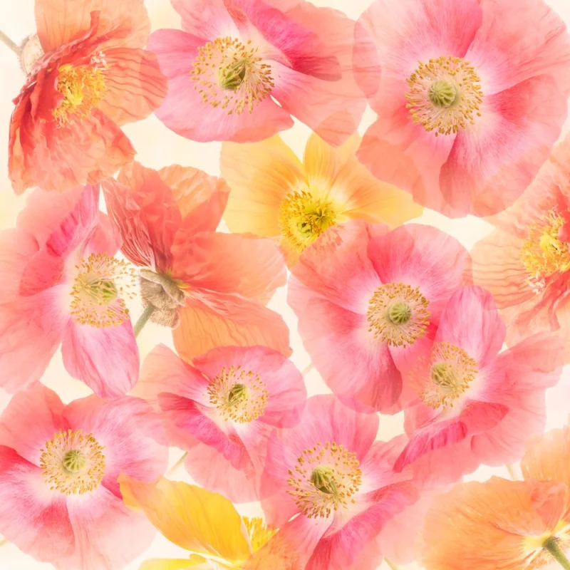 Certifié Poppy Flowers Blossom