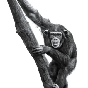 Le chimpanzé Acheter En Ligne