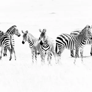 Zebras in the African savannah Nouveauté