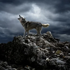 A lone wolf sings his song on top at night Seulement Aujourd'hui