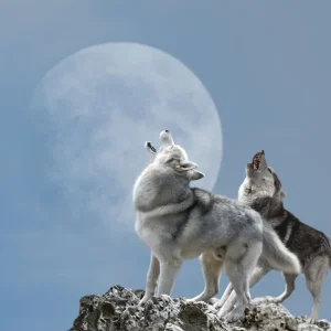 A pair of wolves singing their melancholy song for the moon Commander Vite