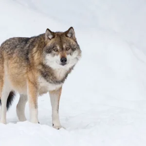 Usine Directe Gray wolf in winter