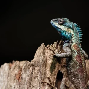 A close up shot of a blue lizard lacerta viridis Petit Prix