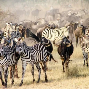 Zebras and wildebeest during the Big Migration in Serengeti National Park Acheter Direct