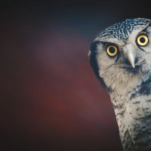 Achat Immédiat Owl