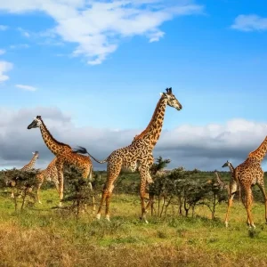 A herd of giraffes in the African savannah Serengeti National Park Tanzania Offre Spéciale