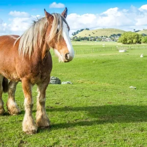 Achat Immédiat Beautiful scotland horse