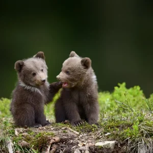 Young cubs Pas Cher