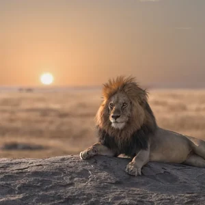 A male lion is sitting on the top of the rock looking for his area He looks so gorgeous Bon Marché