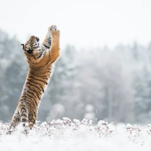Young Siberian tiger playing with snow Retour Gratuit