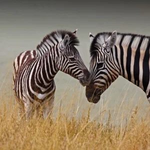Zebre - Madre e figlio Certifié