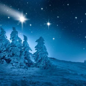 Winter Forest Commande En Gros