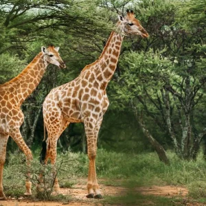 A pair of giraffe walking through the trees in the bush in a national park in South Africa Nouvel Arrivage