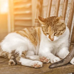 Young cat sleep Bon Marché