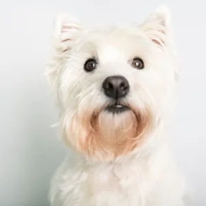 A West highland white terrier Dog Offre Limitée