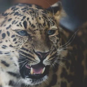 Achat Immédiat Leopard