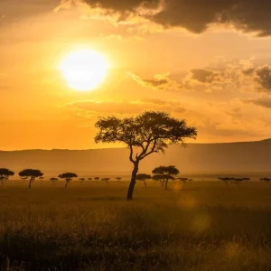 Acacia Trees Offre Du Jour