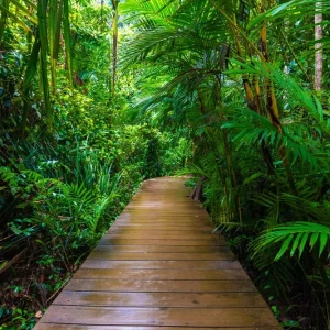 Wooden pathway in deep green mangrove forest Offre Exclusive