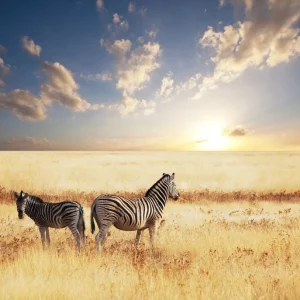 Zebra Acheter Direct