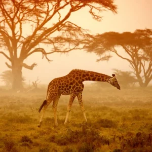 Achat Immédiat Giraffe on Savannah