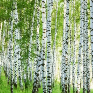 Forest birch Commander Maintenant