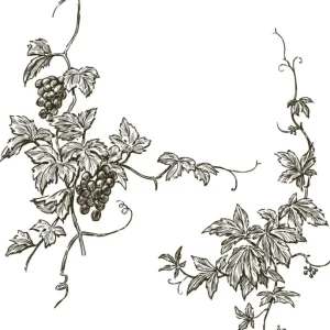 Achat Immédiat Grapevine