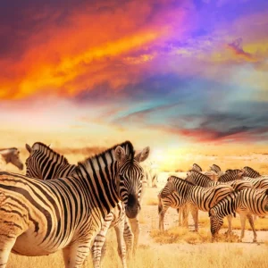 Zebra Meilleur Choix