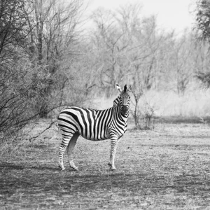 Zebra in bush Achat Immédiat