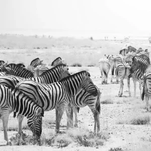 Zebra Dernière Chance