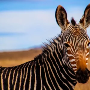 Zebra Satisfait Ou Remboursé