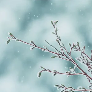 A late spring snow storm on a Coral Bark Japanese Maple tree branch Achat Immédiat
