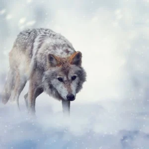 Wolf In Winter Time Petit Prix
