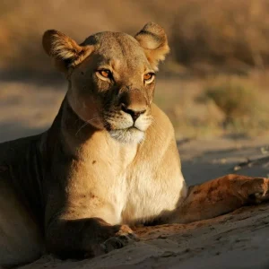 A lioness Panthera leo lying down in early morning light Kalahari desert South Africa Jusqu'à Épuisement Des Stocks